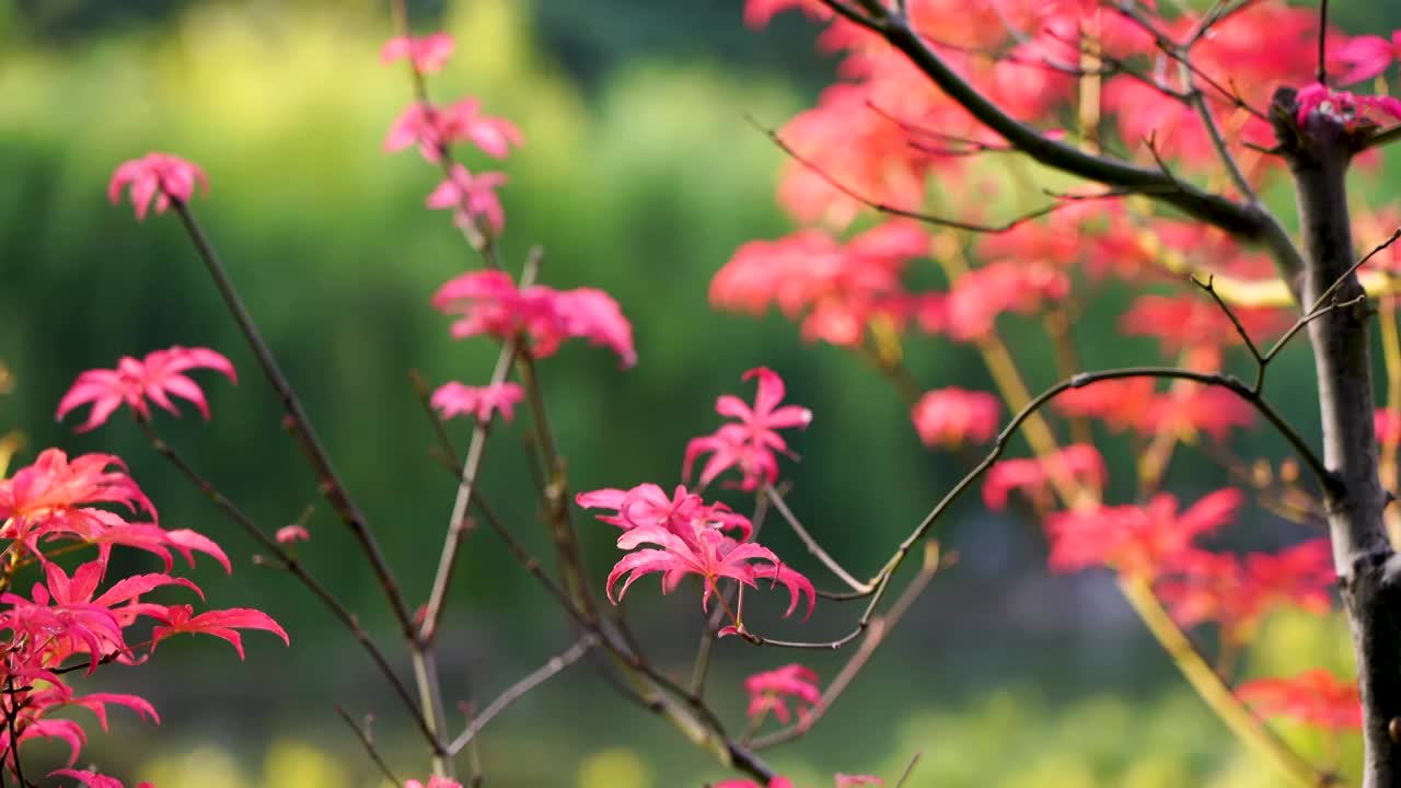 秋天江南园林庭院中的红色枫叶视频素材