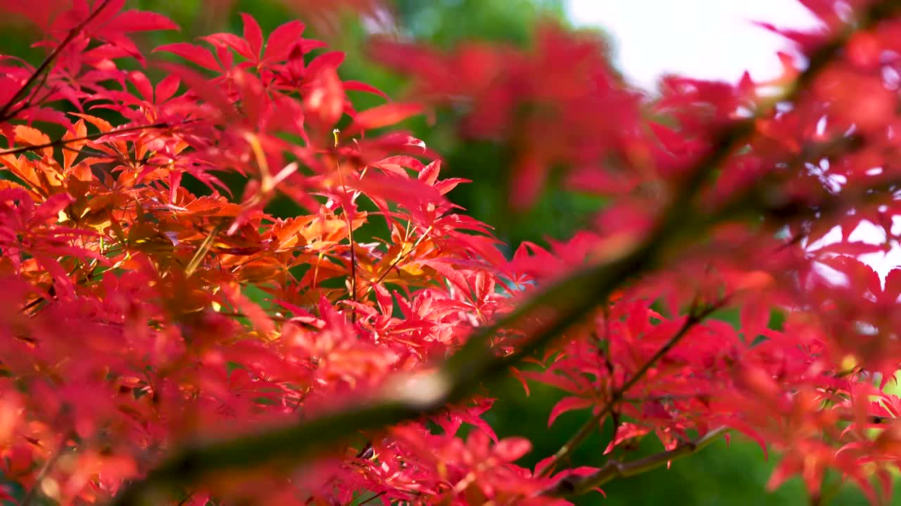 秋天江南园林庭院里枝繁叶茂的红色枫叶视频下载