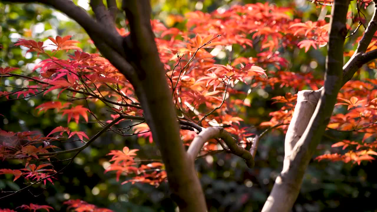 秋天江南园林庭院里枝繁叶茂的枫叶视频素材