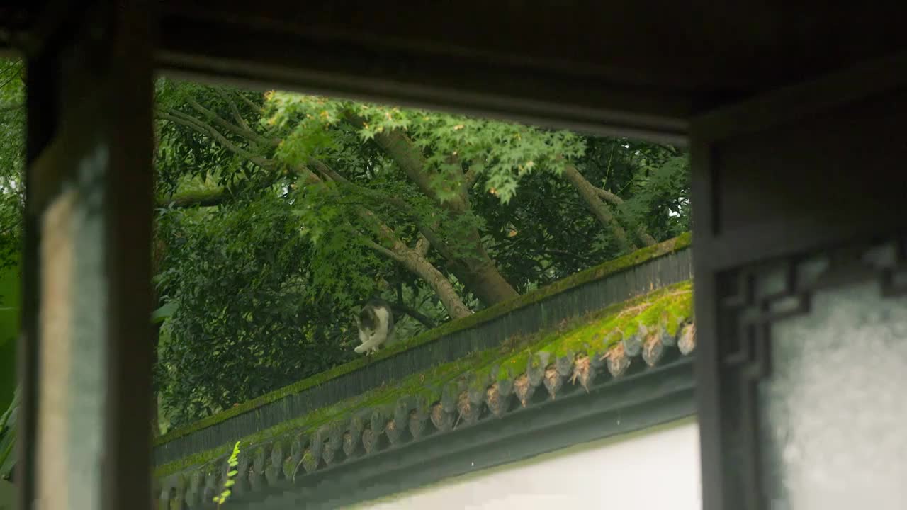 古典园林围墙上行走的小猫视频素材