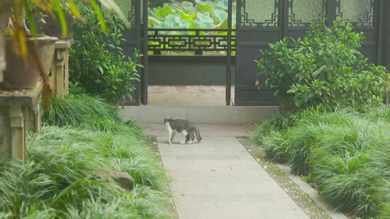 古典园林小径上的小猫视频素材