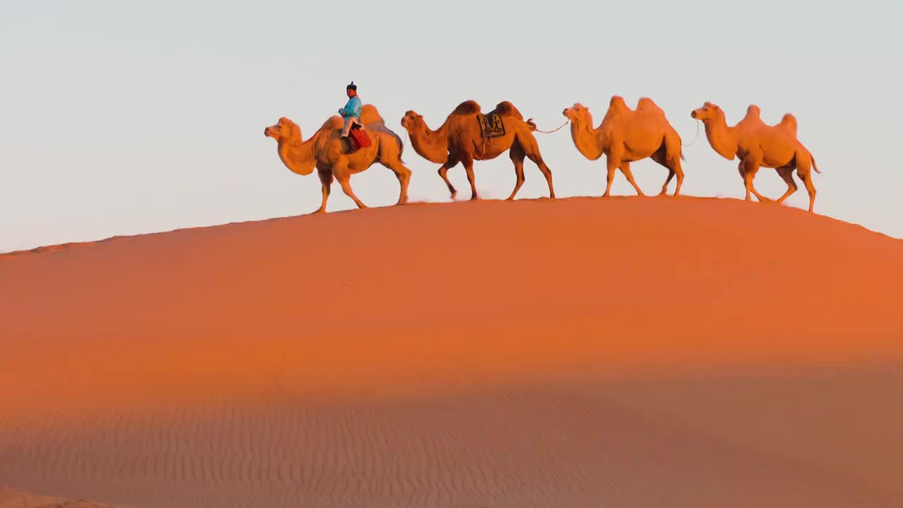 内蒙古通辽科尔沁沙漠朝霞晚霞中行走的骆驼驼队大漠风光视频下载