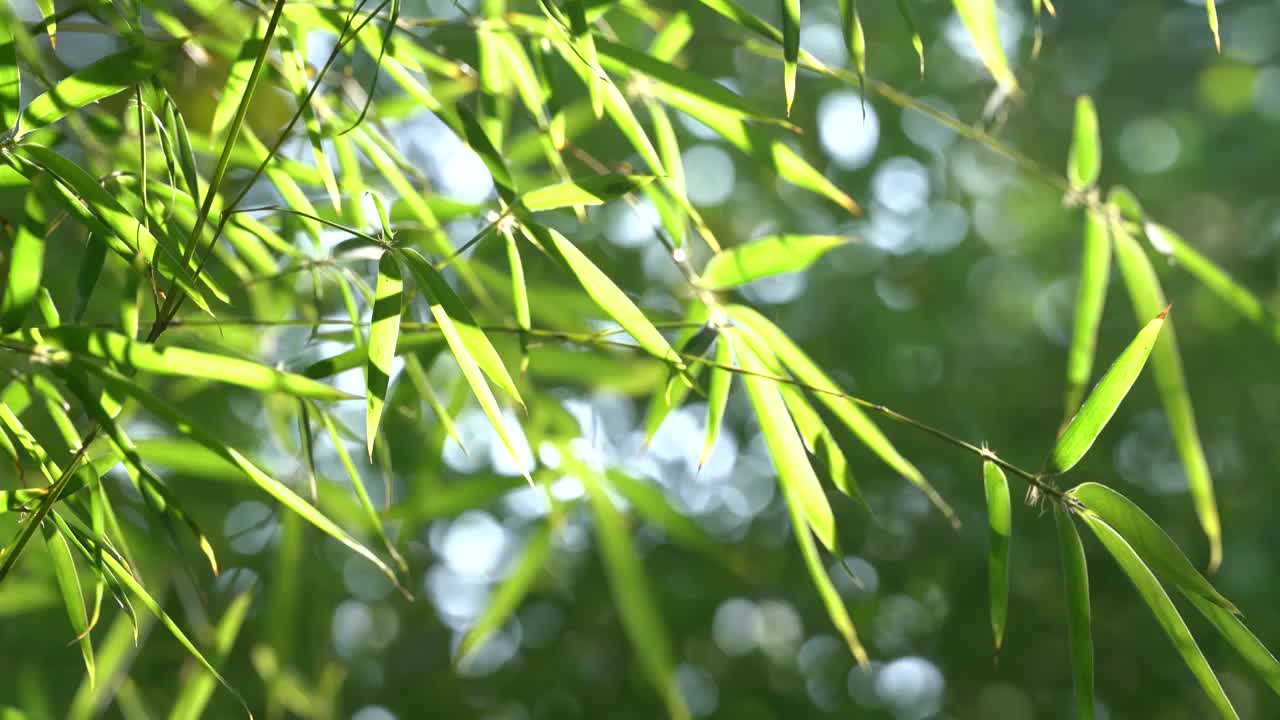 秋季寒露时节兰州植物园内的竹子树叶逆光唯美镜头视频下载
