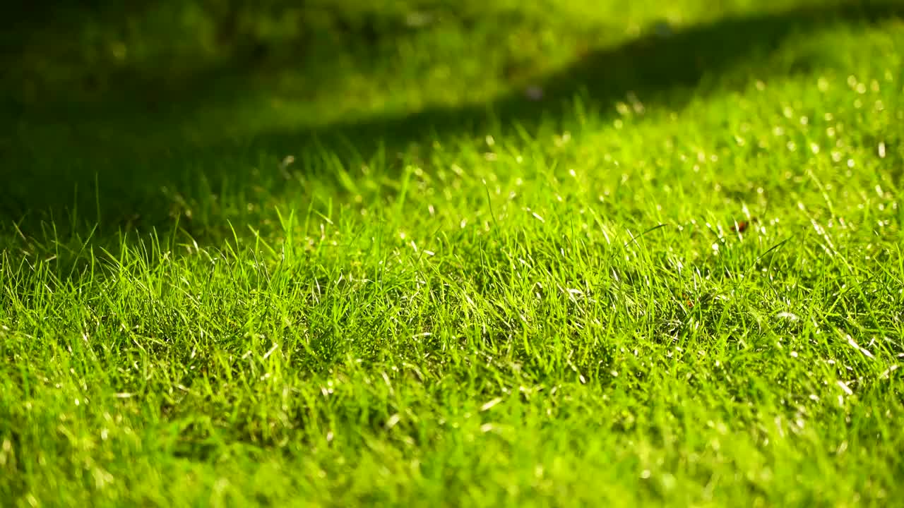 阳光和风中草地草坪清新的唯美光影空镜视频下载