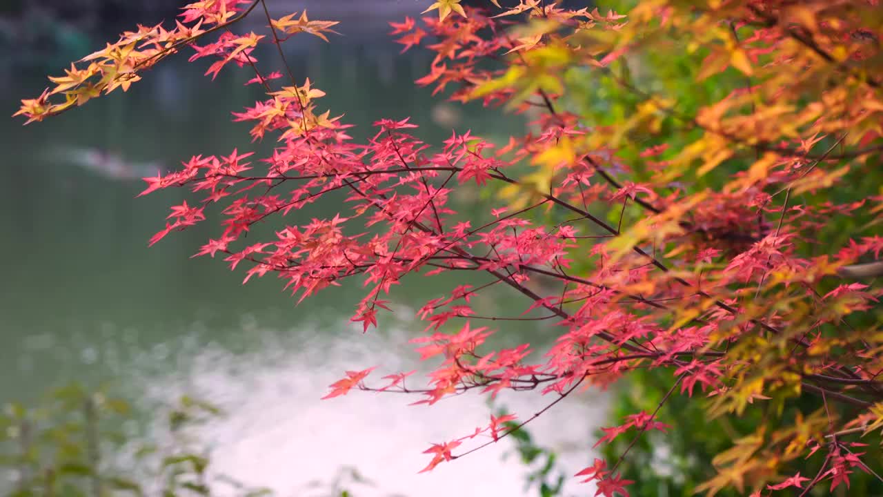 秋天湖边色彩鲜艳的枫树枫叶视频下载