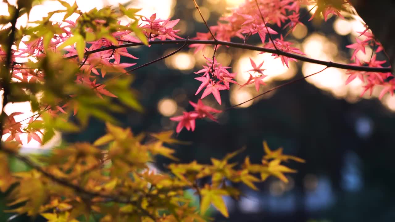 秋天江南园林庭院里逆光明亮的红色枫叶视频素材
