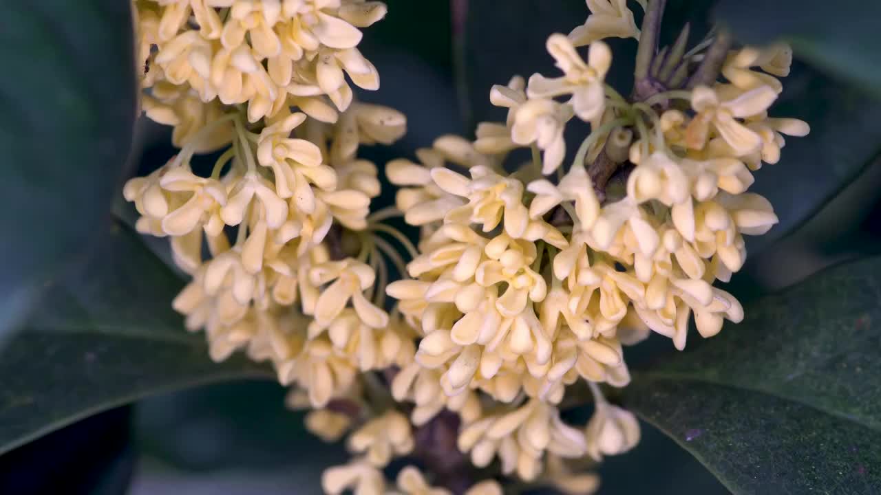 金秋十月桂花盛开视频素材