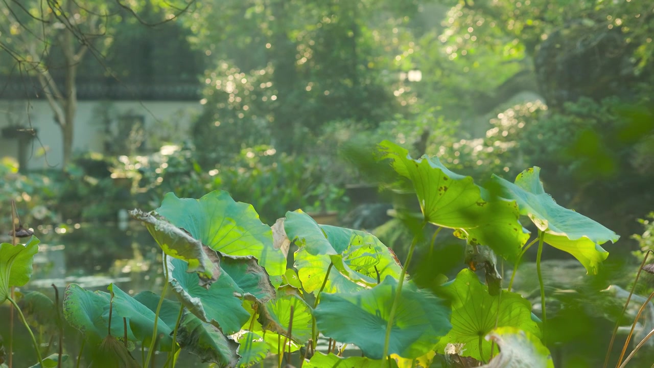 秋日阳光照进园林中的荷叶上视频素材