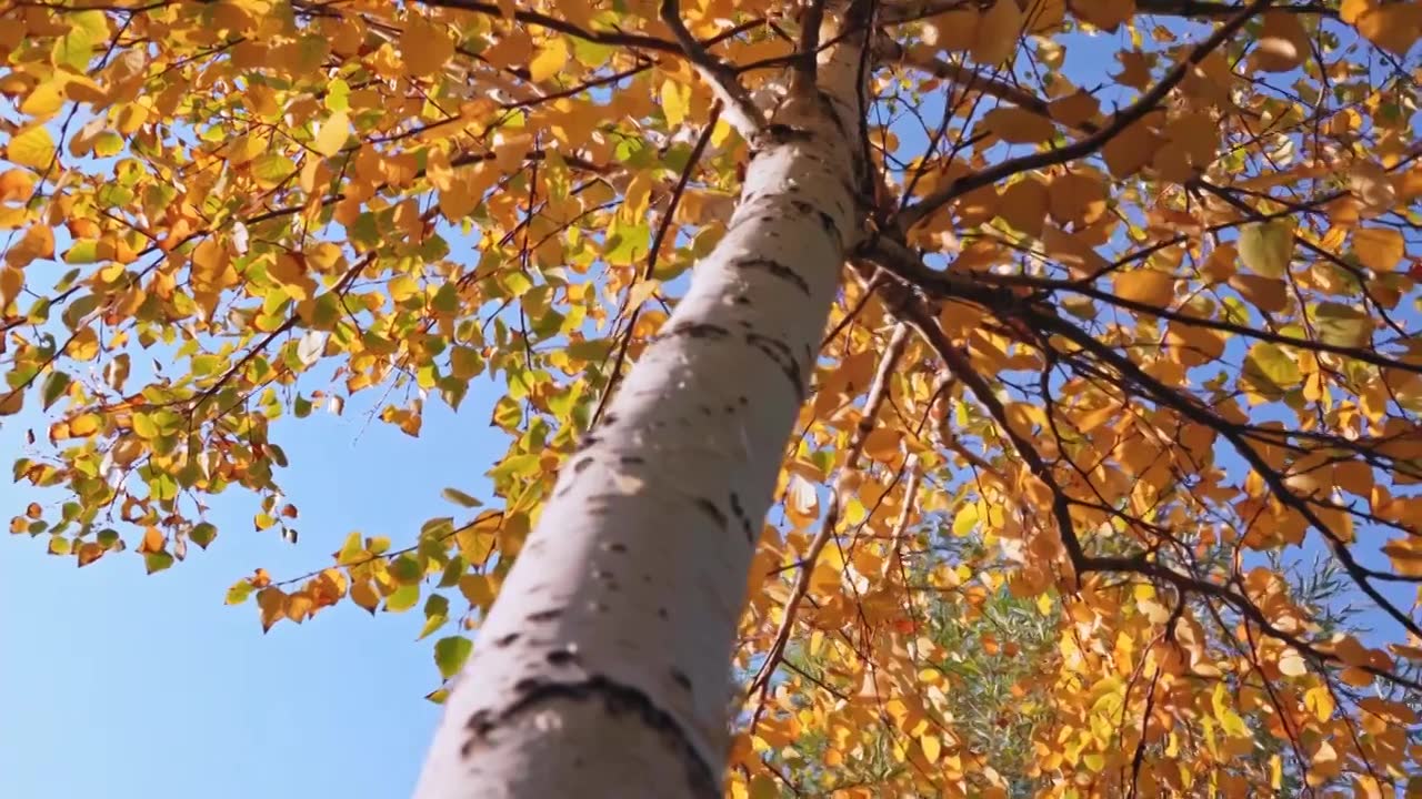 秋天阳光照进树林光影变化延时（选编）视频购买