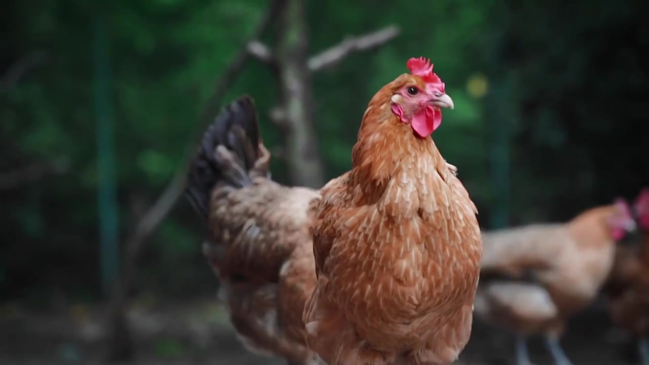 农业养殖企业散养鸡（合集）视频素材