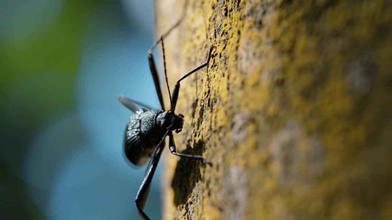 甲虫昆虫植物青蛙森林生态自然树林（选编）视频下载