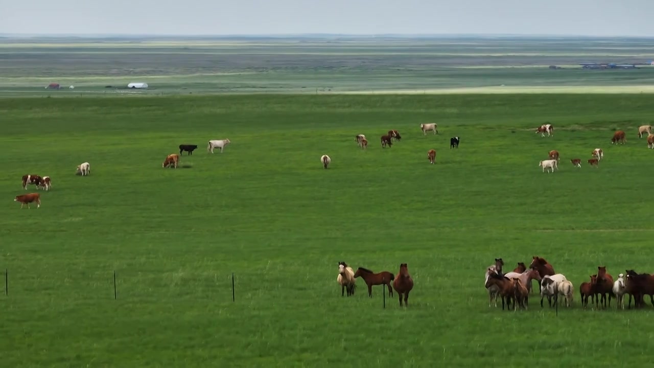 西乌草原上的马群与牛群视频下载