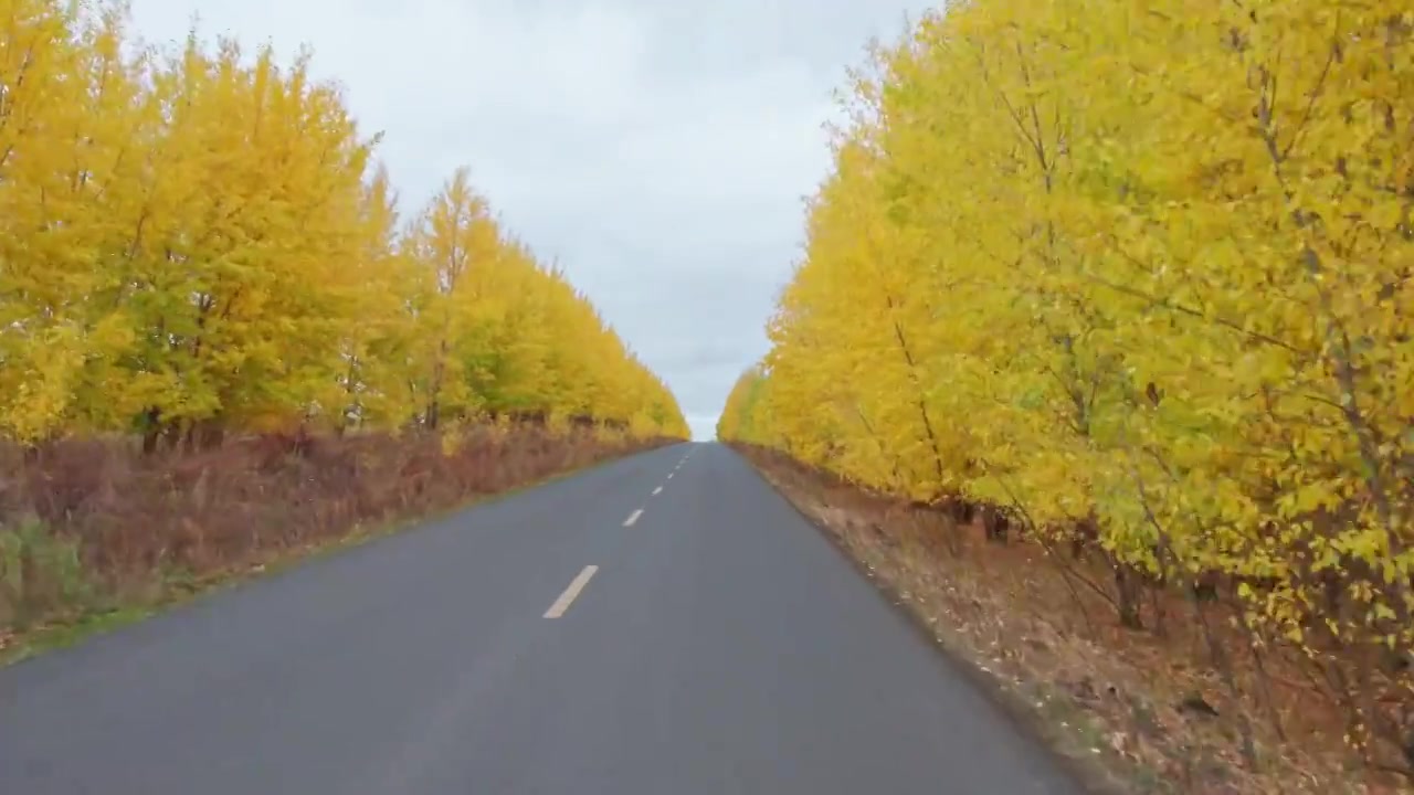 内蒙古大兴安岭呼伦贝尔到满洲里的最美中俄边防公路卡线秋天自然风景视频素材