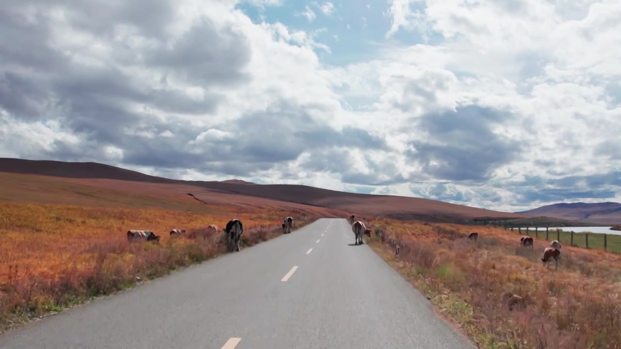 内蒙古大兴安岭呼伦贝尔到满洲里的最美中俄边防公路卡线秋天自然风景视频购买