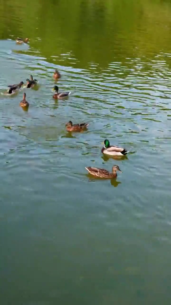 秋天公园湖面游来游去的绿头鸭子视频下载