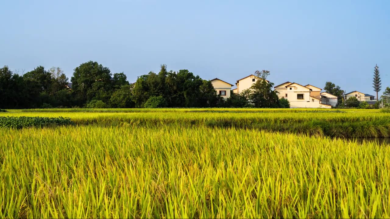 秋天阳光下桂林村庄房屋旁的树林和金色稻田视频素材