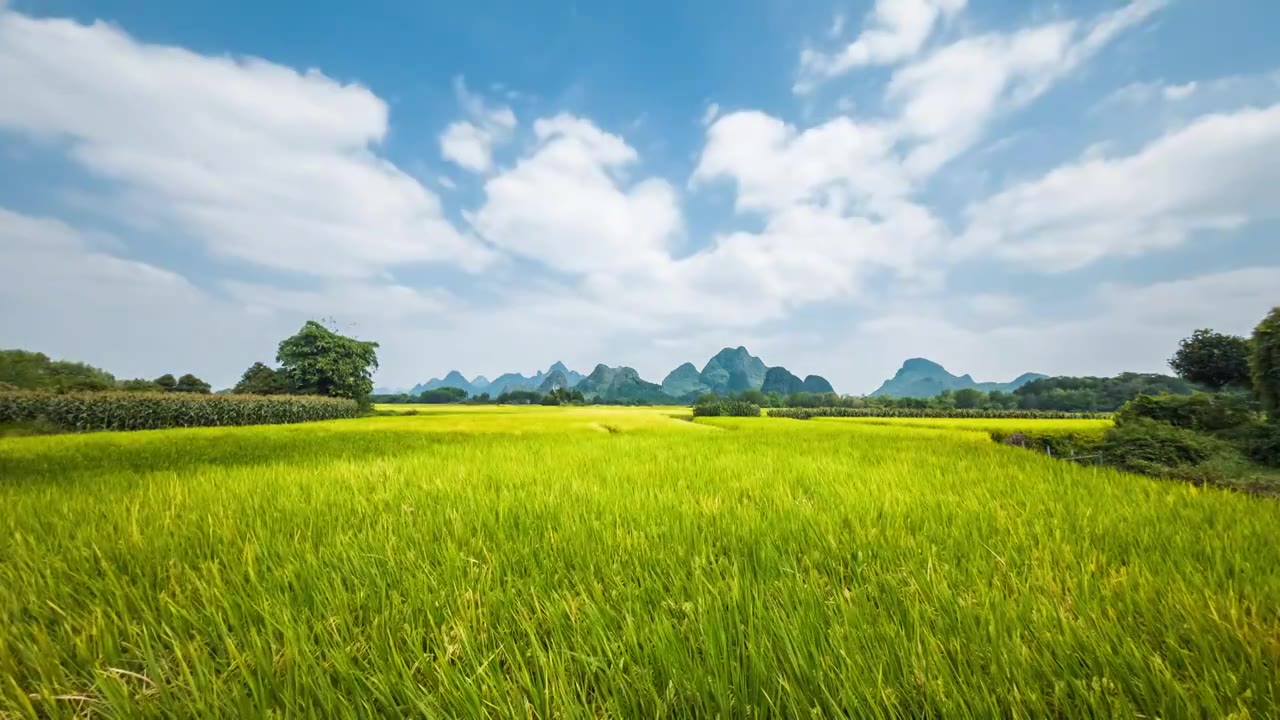 低角度拍摄秋天阳光下桂林乡村山边的金色稻田视频素材