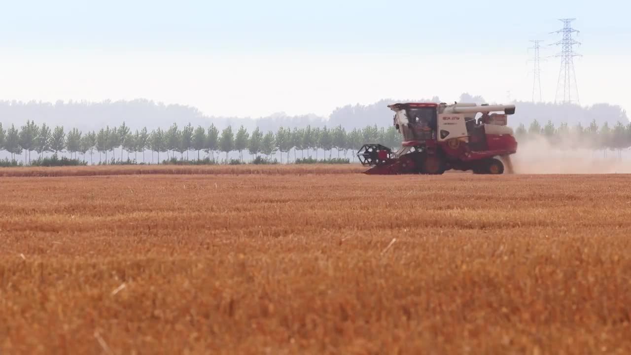 小麦丰收,麦田里联合收割机在工作,手捧麦粒落下（选编）视频购买