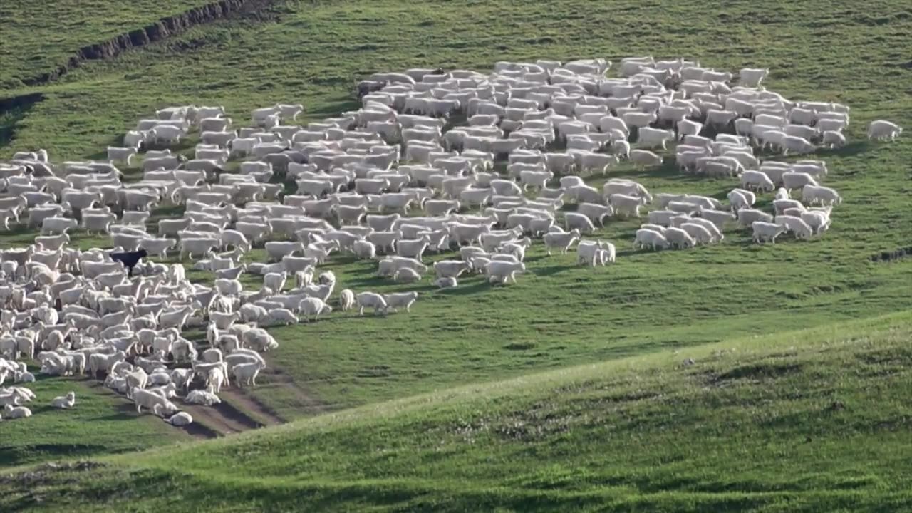 落日夕阳下草原上行走的羊群视频下载