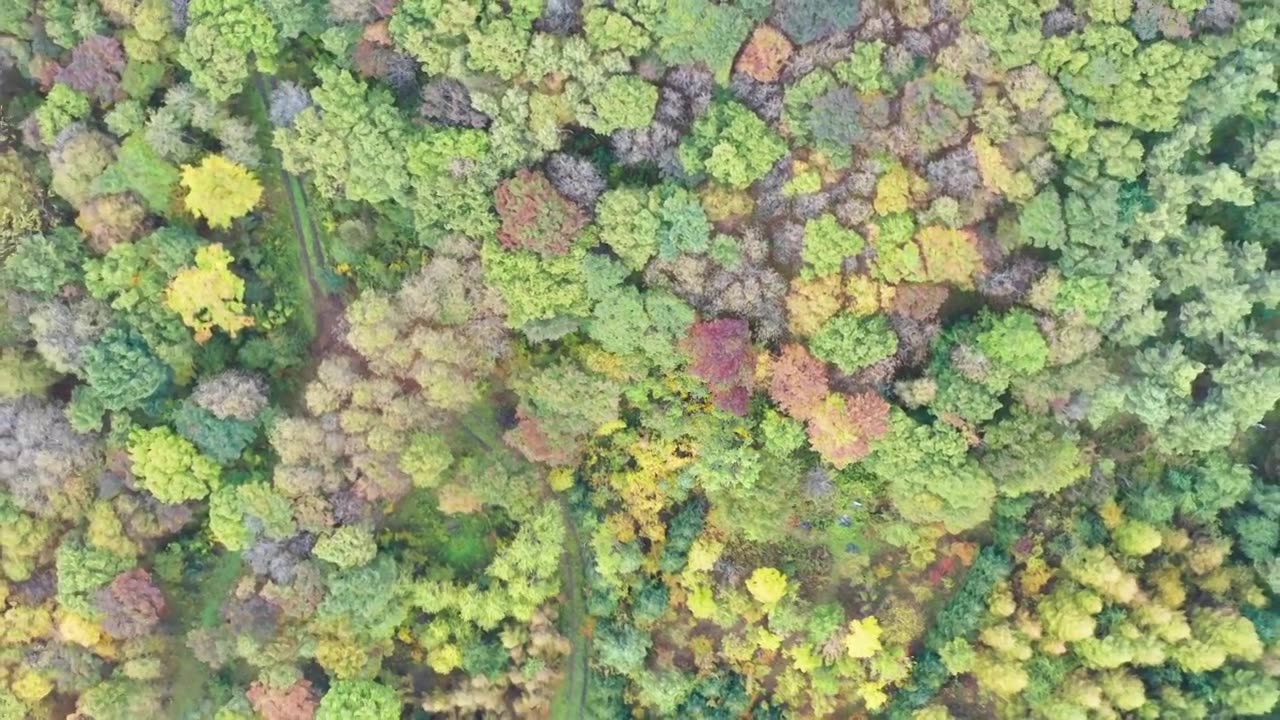 航拍长白山脉秋季多彩森林秋色视频下载