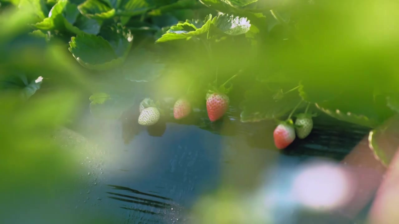 孩子草莓园摘草莓视频素材