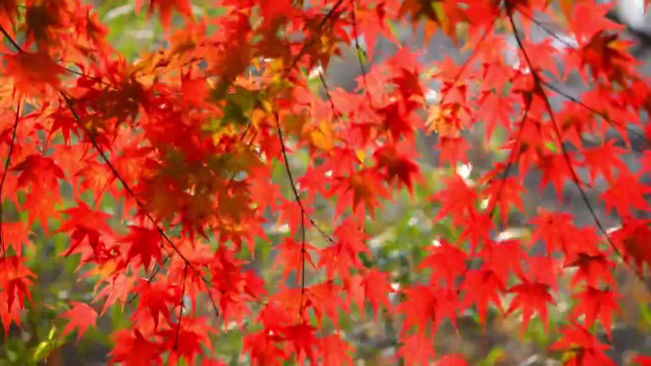 秋天的枫叶红了视频下载