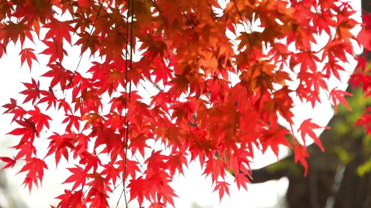 秋天的枫叶红了视频下载