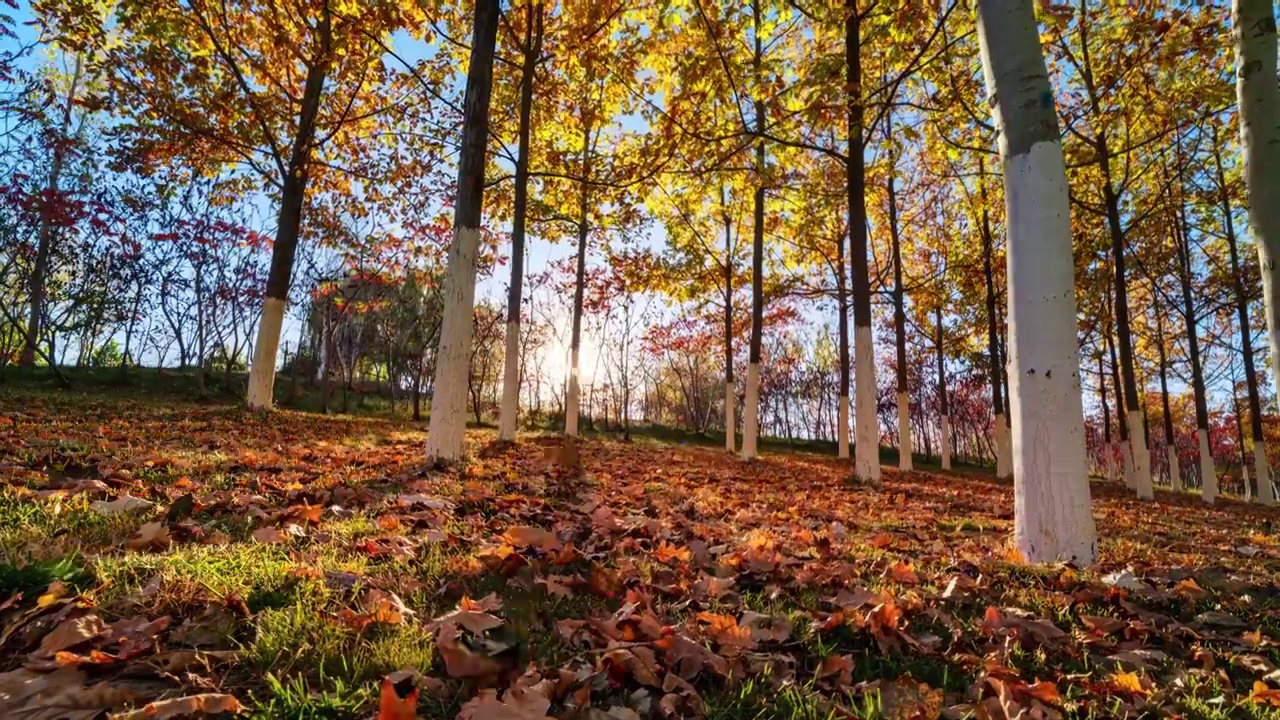 秋天阳光穿过树林光影变化延时视频素材