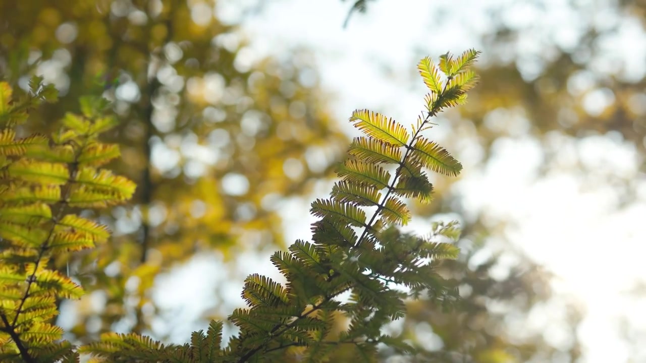 秋天阳光下的黄色水杉树枝叶美感视频购买
