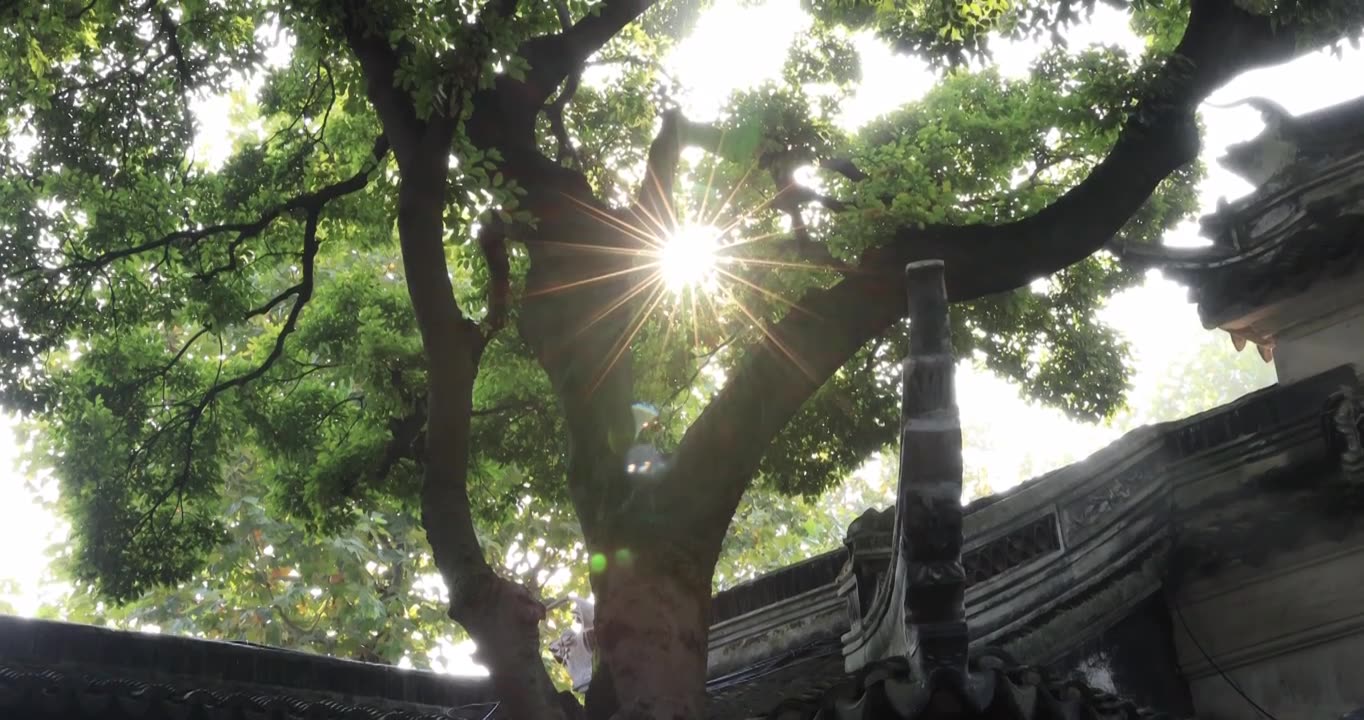 苏州园林拙政园阳光透过树叶视频下载