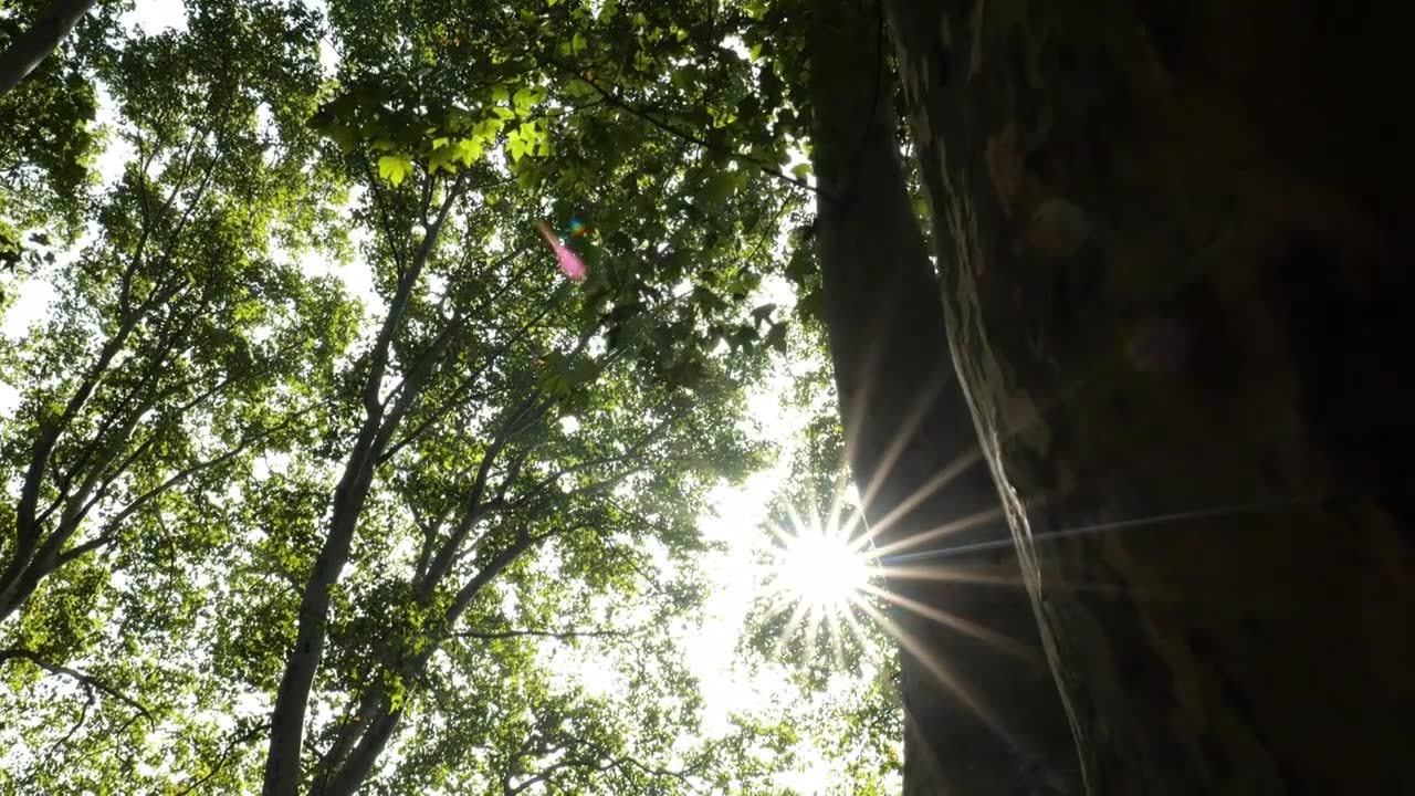 天然氧吧森林光影森林晨雾树林唯美阳光树林视频下载