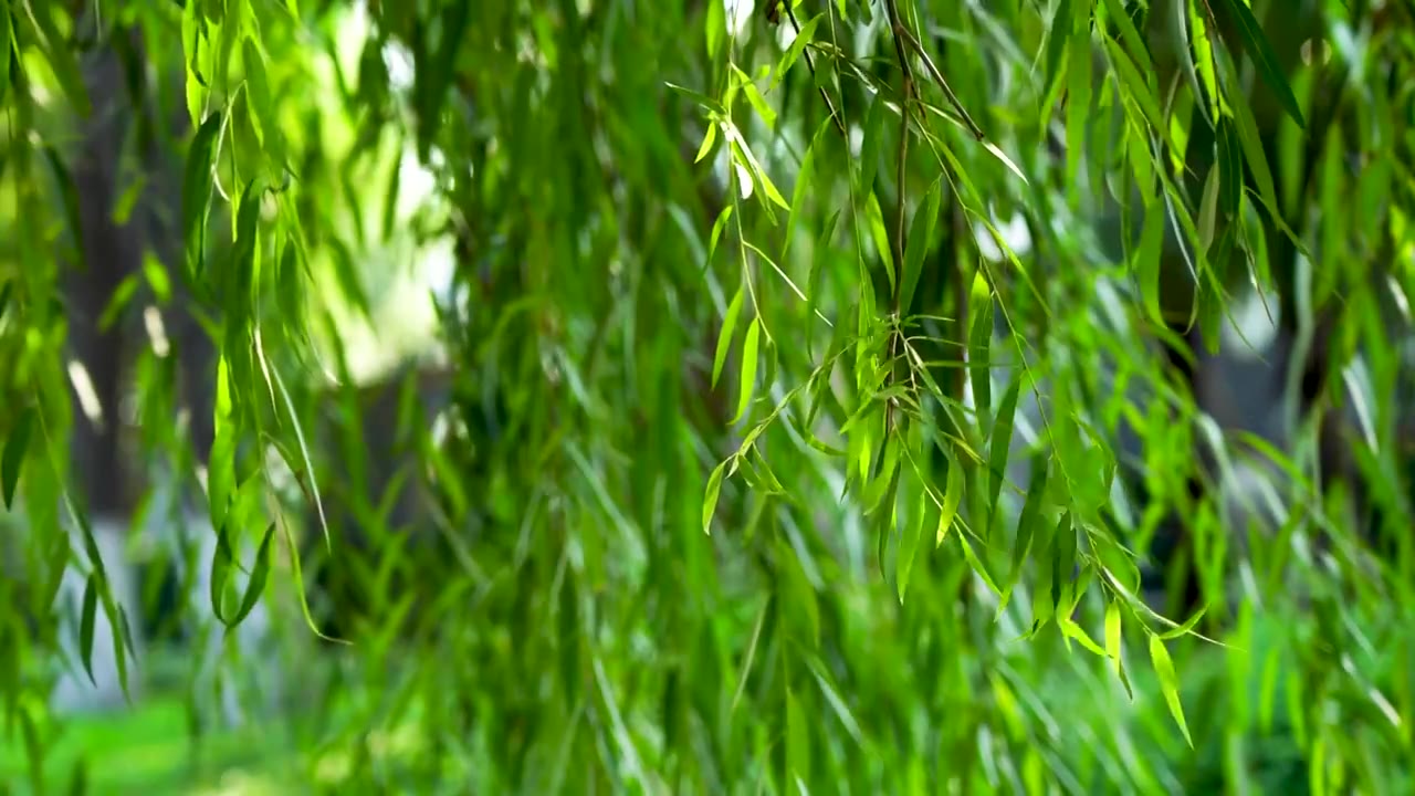 江南园林庭院中的柳树柳叶光影视频下载
