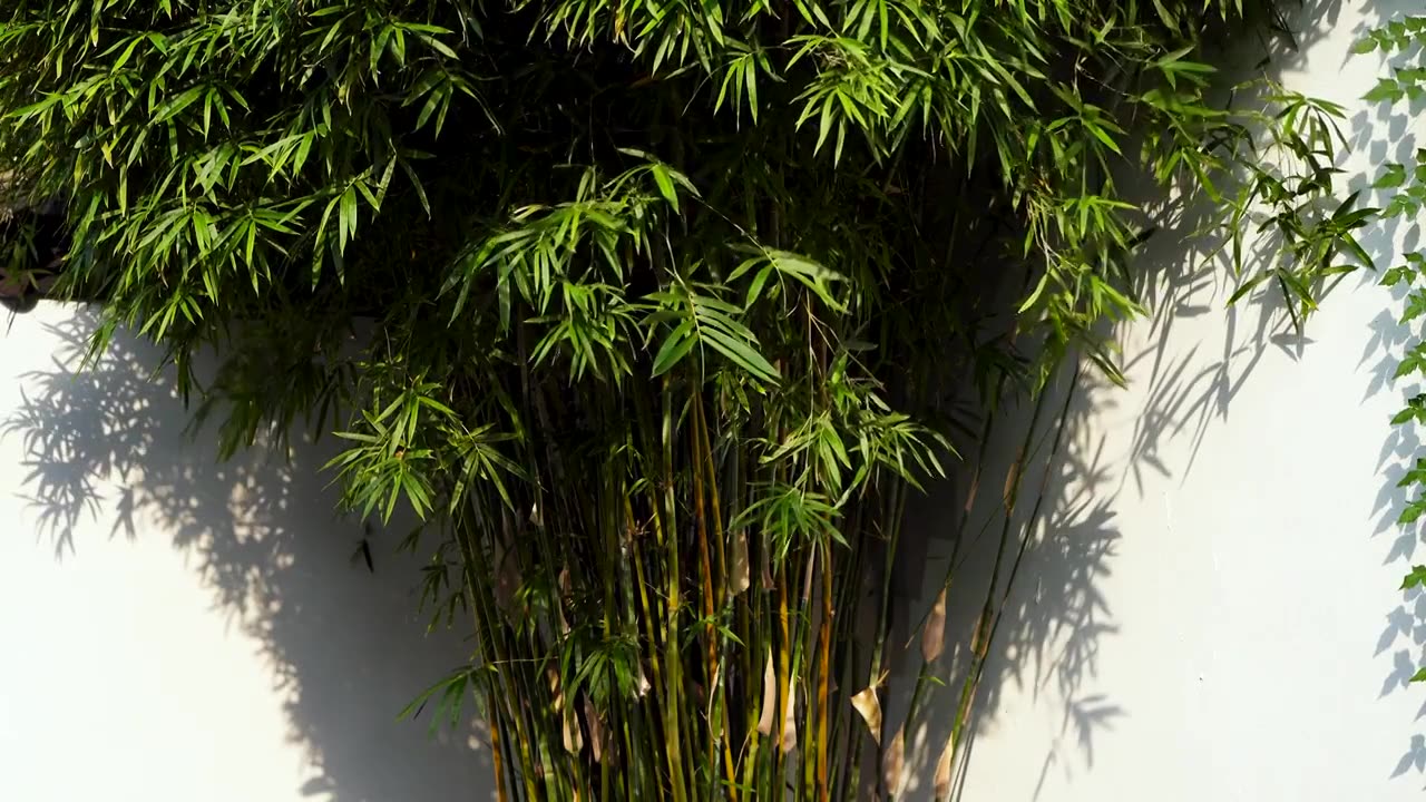江南园林阳光下竹林竹子和白墙的光影空镜视频素材