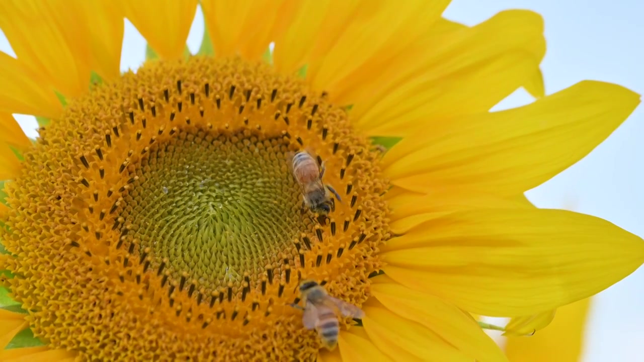 蜜蜂在向日葵上采蜜视频下载
