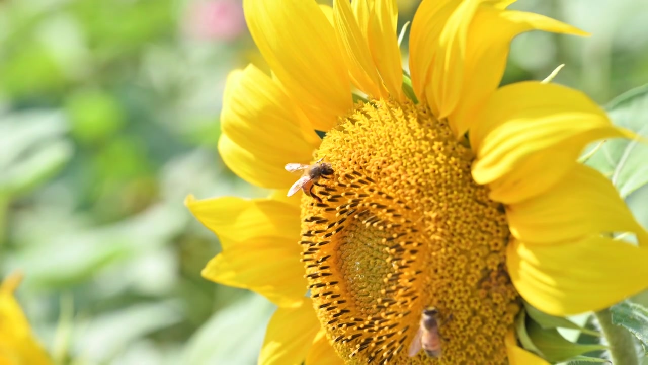 蜜蜂在向日葵上采蜜视频下载