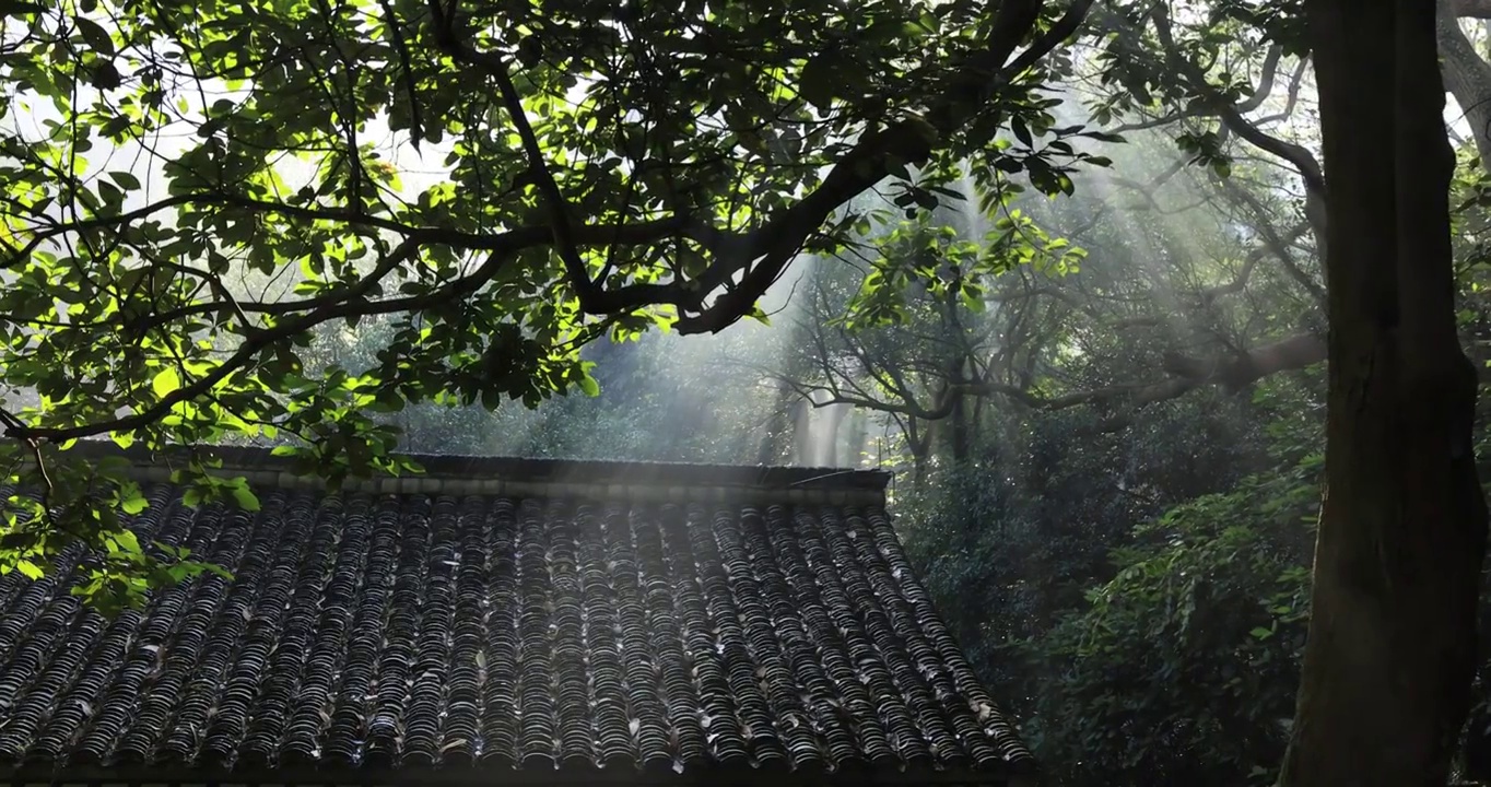 杭州古典房屋屋顶 森林逆光光影耶稣光视频购买