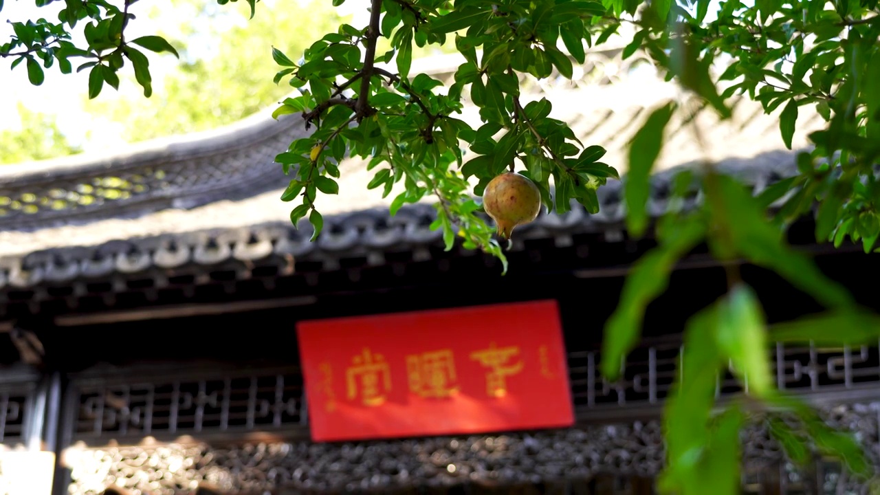晚清著名江南园林，南京愚园庭院里的石榴视频下载