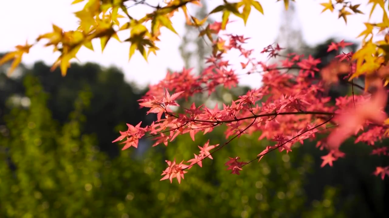 秋天江南园林庭院里逆光明亮的红枫和秋色风光视频下载