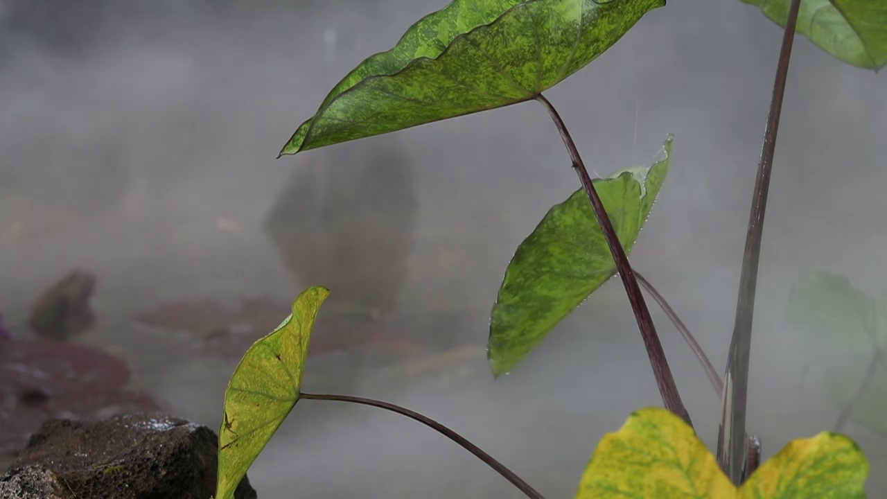 水生植物视频素材