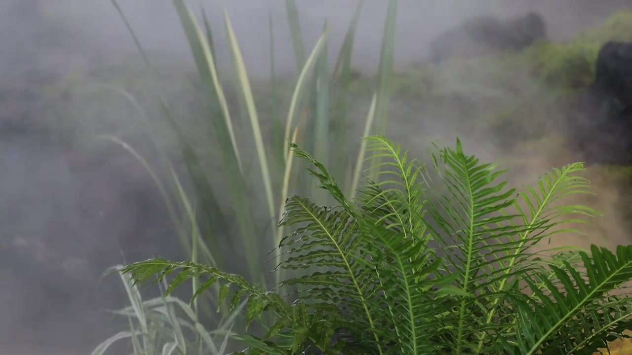 雾气中的野草视频素材