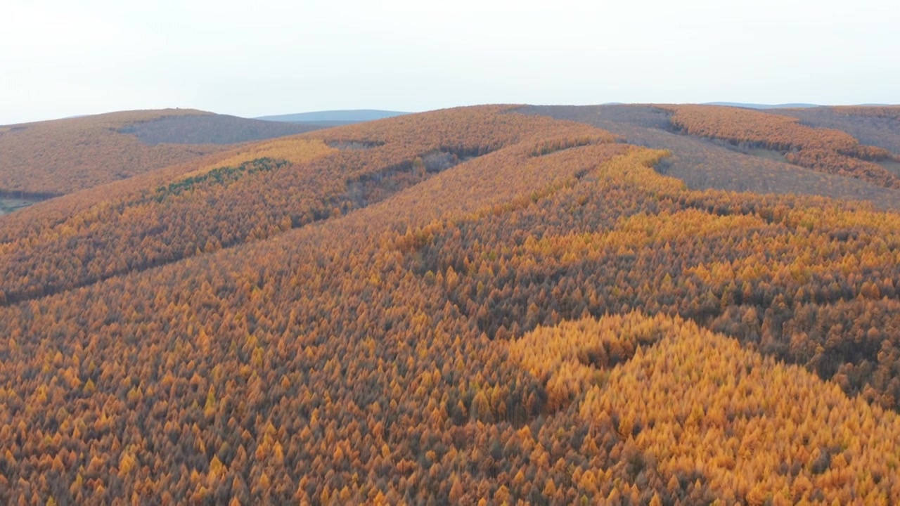 航拍大兴安岭阿尔山秋季多彩森林视频素材