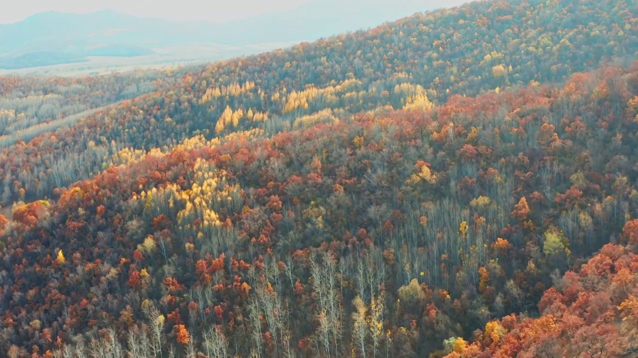航拍大兴安岭阿尔山秋季多彩森林视频素材