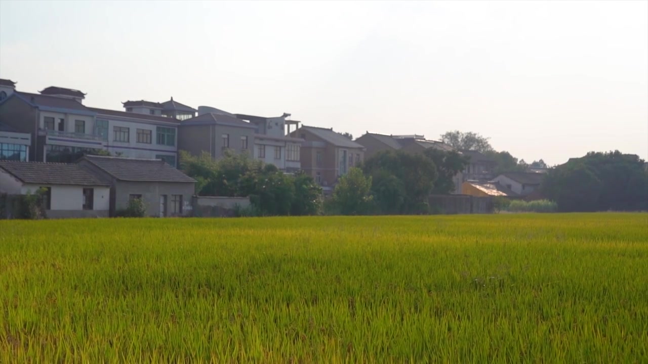 4K拍摄颗粒饱满即将成熟的水稻田麦穗视频素材