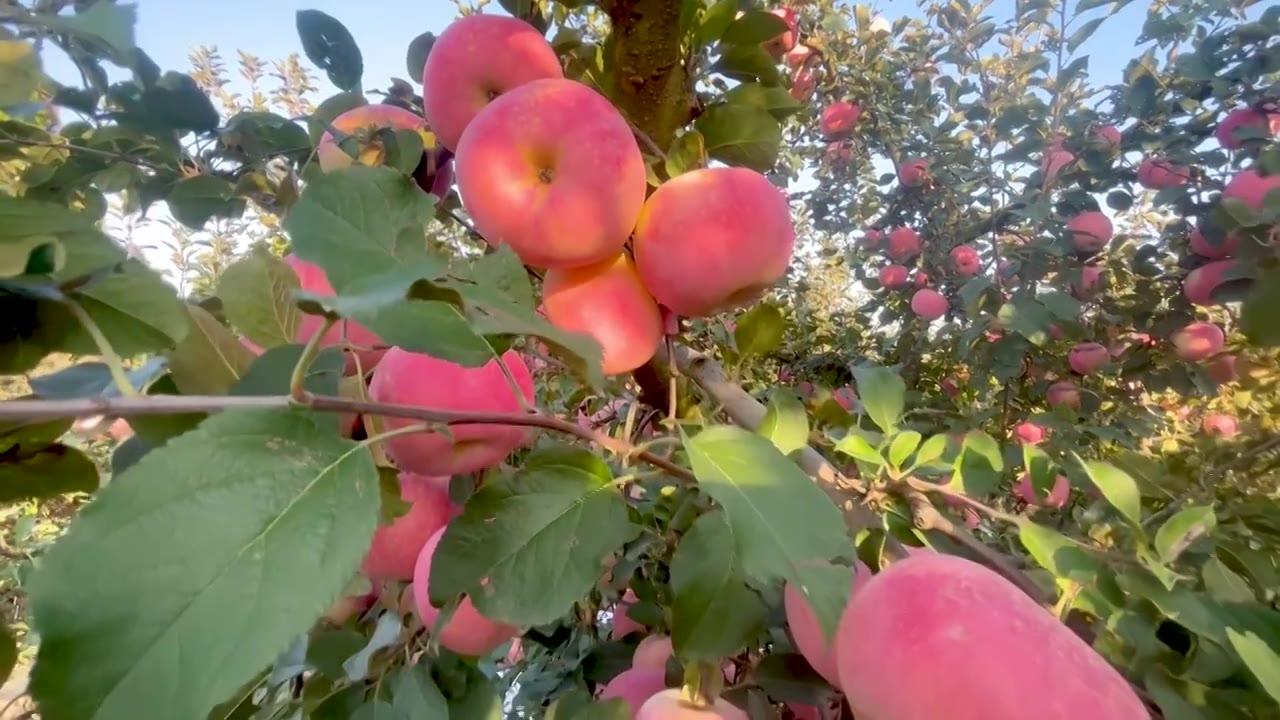 挂满枝头的红苹果视频下载