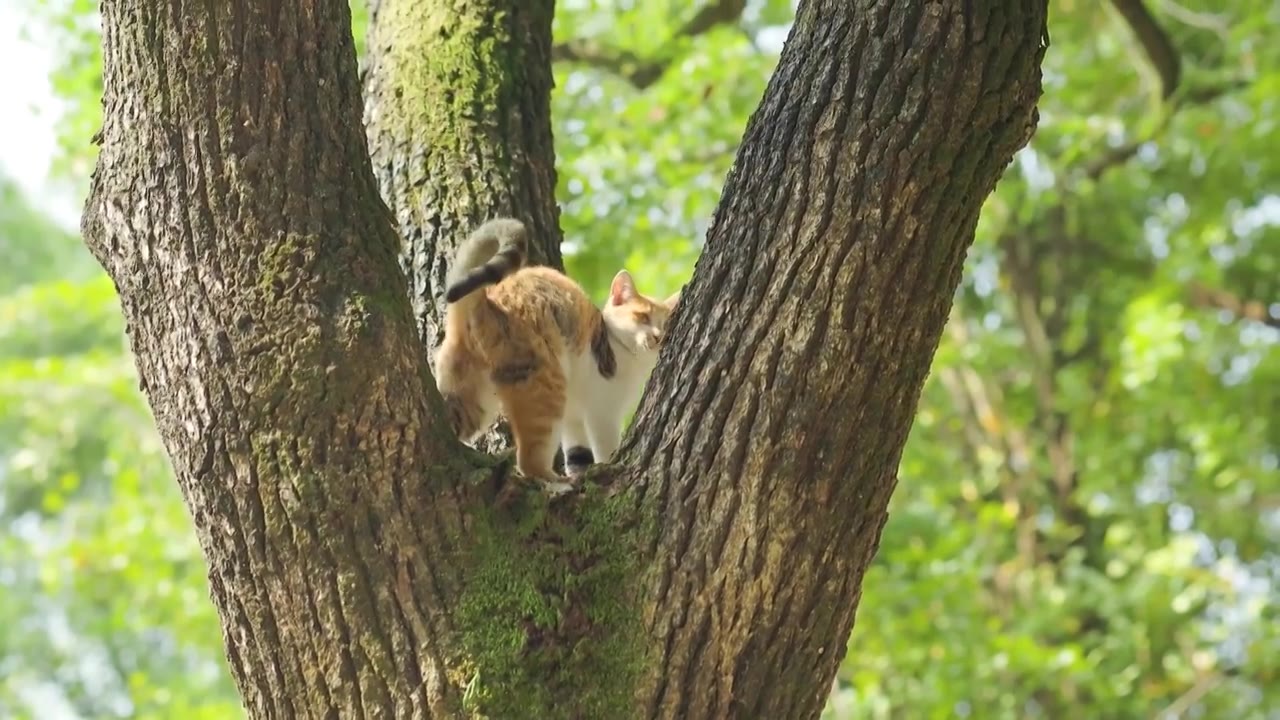 公园树林树杈中的小猫视频素材