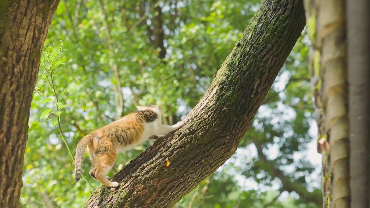 园林树杈上的小猫咪伸完懒腰，蓄势从树杈上跳跃到围墙上视频下载