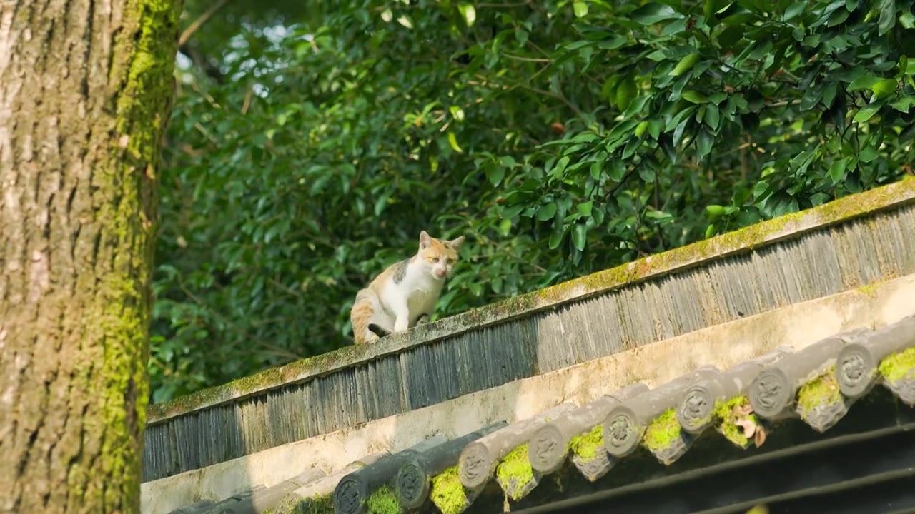 古典园林的围墙上可爱的小猫正在舔自己的尾巴行走跳跃视频素材
