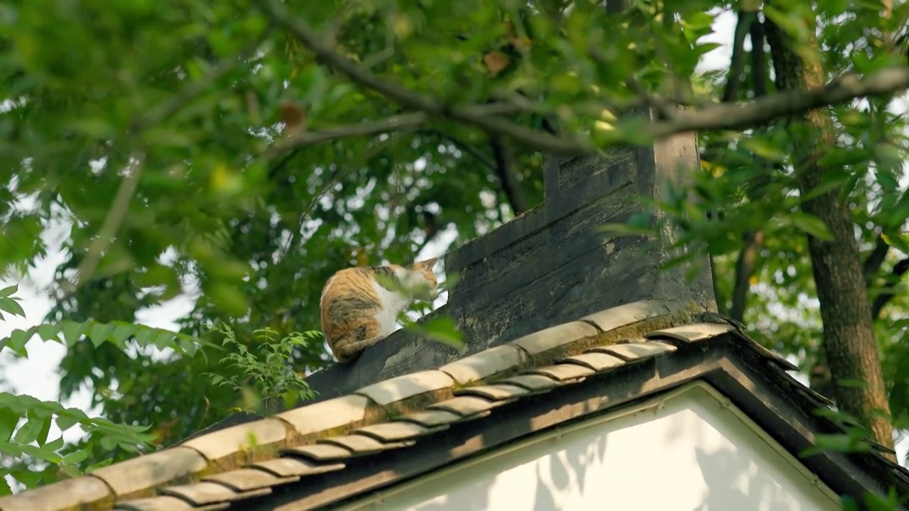 阳光下古典园林的屋顶上可爱的小猫咪1视频素材
