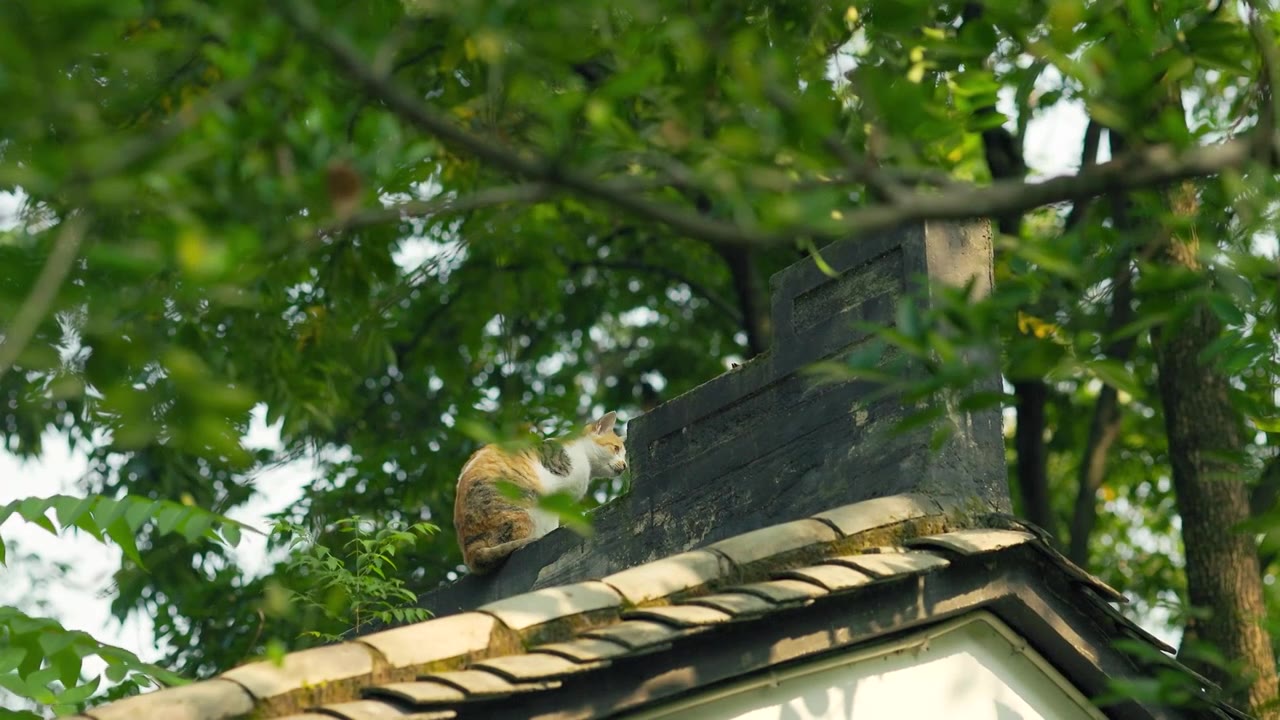 阳光下古典园林的屋顶上可爱的小猫咪1视频素材