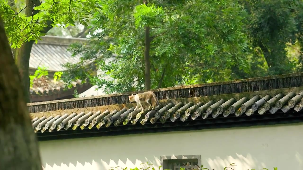 阳光照射树林下的园林古建围墙上一只小猫咪正在行走1视频素材